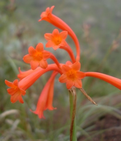 Cyrtanthus epiphyticus inflorescence